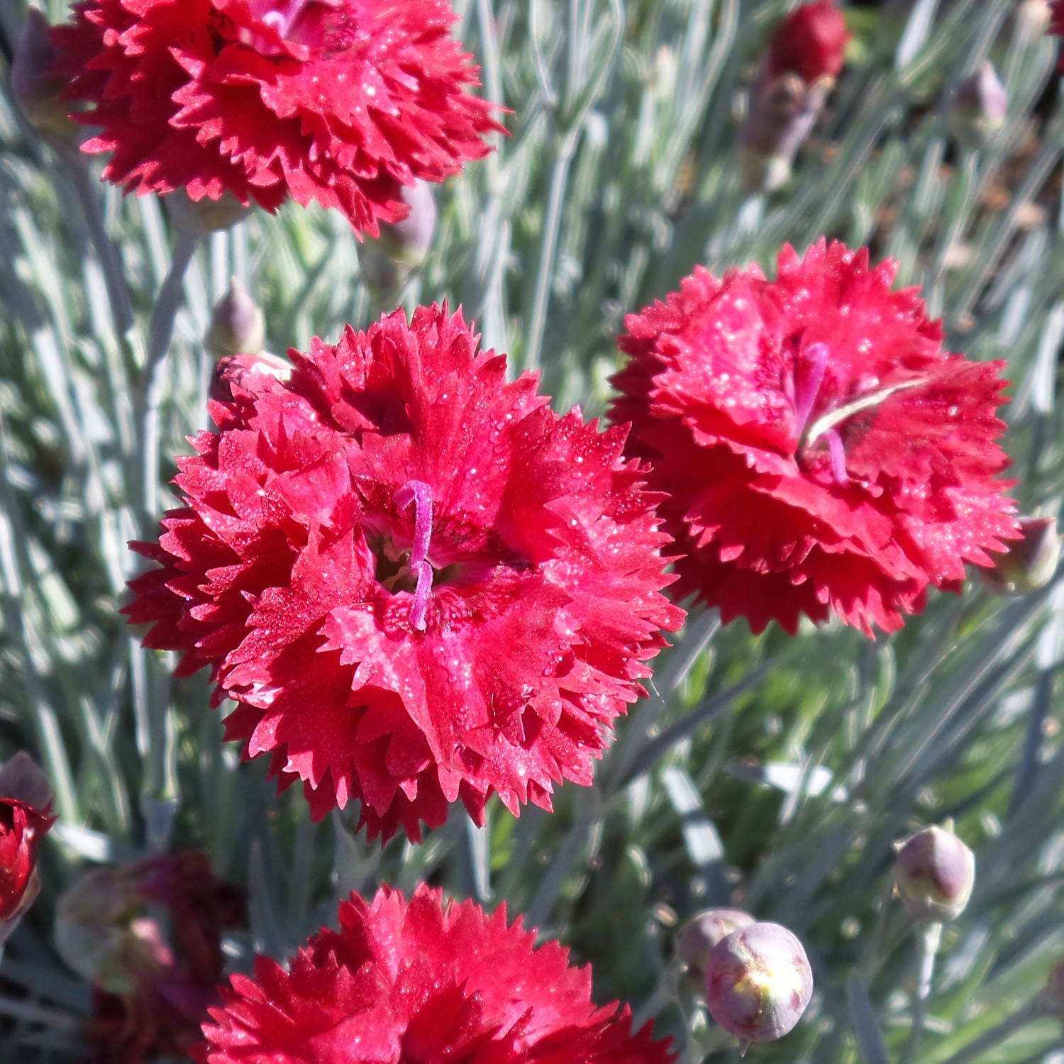 Fruit Punch® 'Maraschino' Pinks (Dianthus) - Photo Property of Garden Crossings LLC