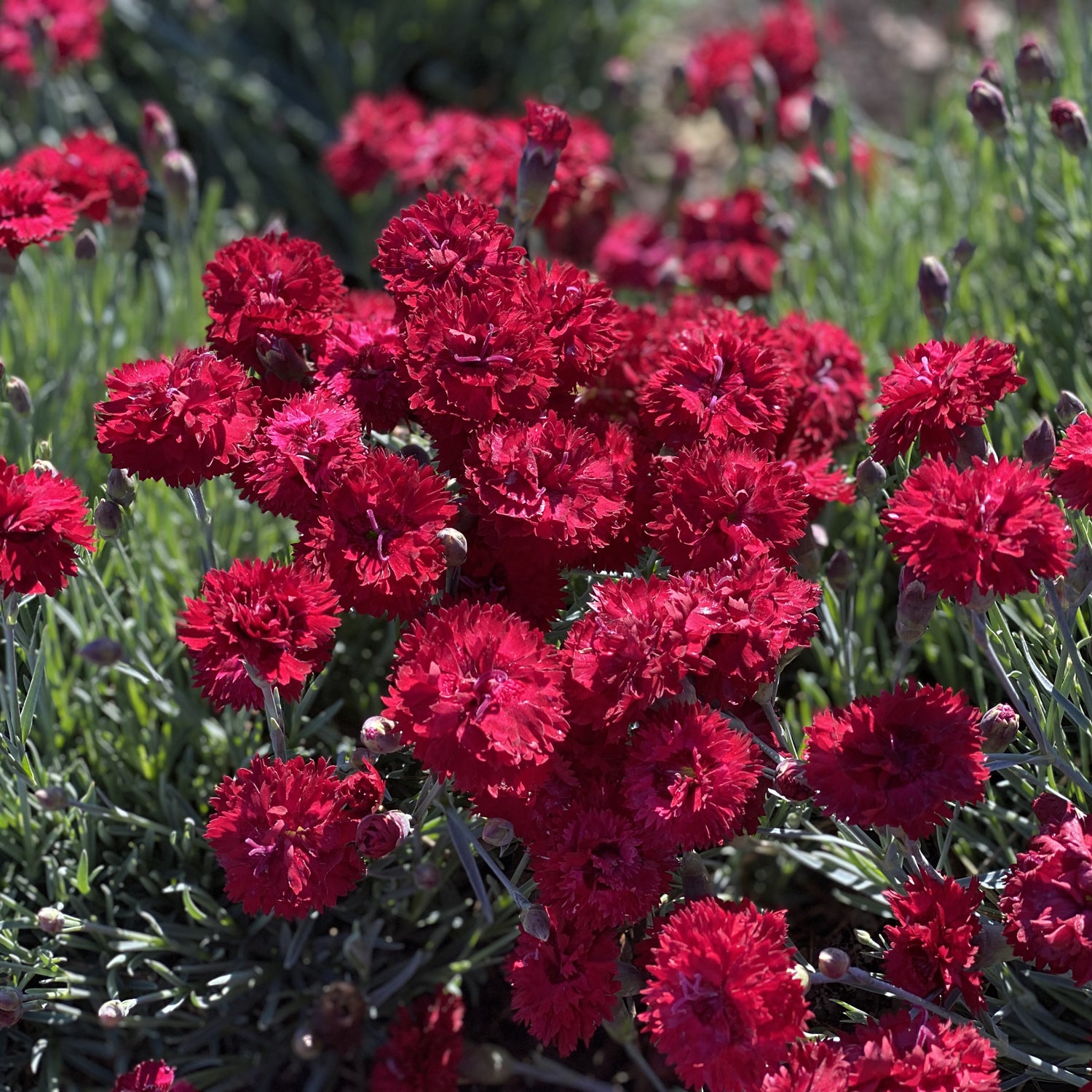 Fruit Punch® 'Maraschino' Pinks (Dianthus) - Photo Property of Garden Crossings LLC