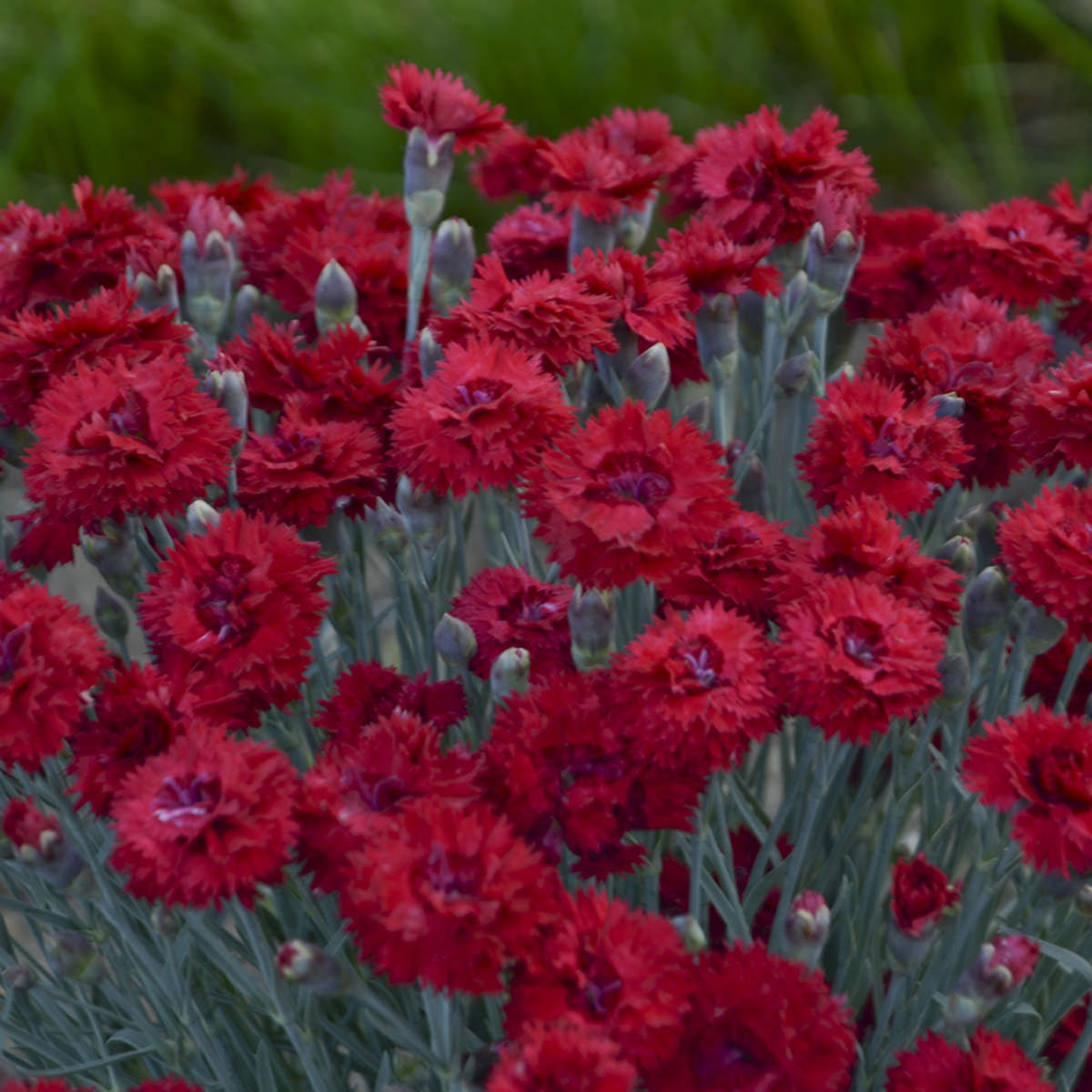 Fruit Punch® 'Maraschino' Pinks (Dianthus) - Photo Courtesy of Proven Winners, Inc.