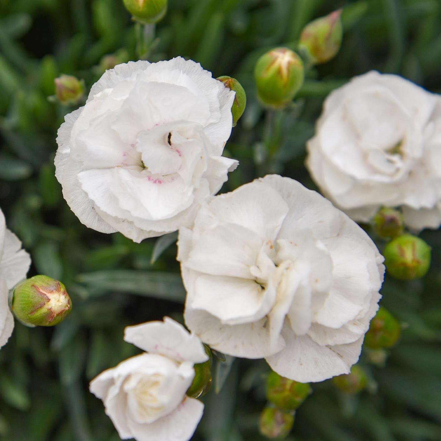 Close-up of Fruit Punch® 'Whipped Cream' Pinks (Dianthus) with ruffled white petals and green buds, set against a background of lush foliage - Photo Courtesy of Walters Gardens, Inc.