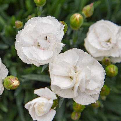 Close-up of Fruit Punch® 'Whipped Cream' Pinks (Dianthus) with ruffled white petals and green buds, set against a background of lush foliage - Photo Courtesy of Walters Gardens, Inc.