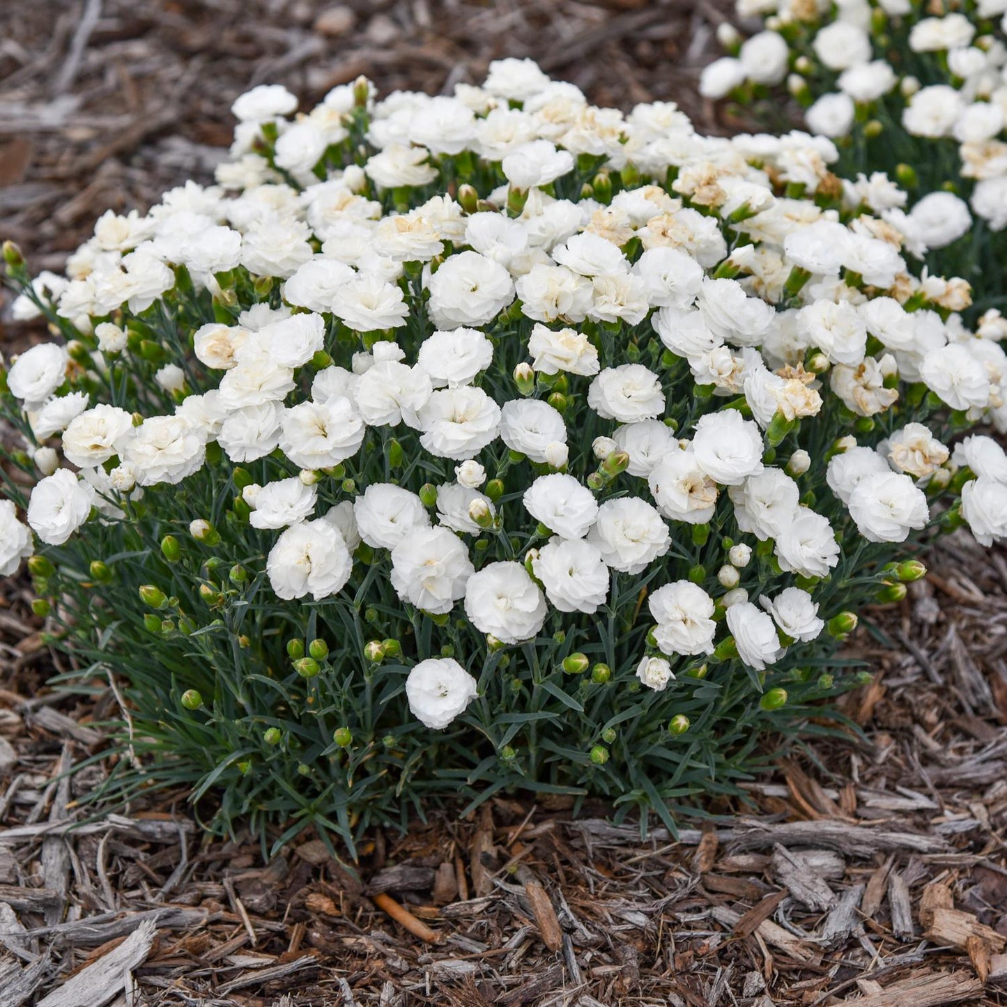 A cluster of Fruit Punch® 'Whipped Cream' Pinks (Dianthus) with green leaves grows in a garden bed covered with brown mulch - Photo Courtesy of Walters Gardens, Inc.