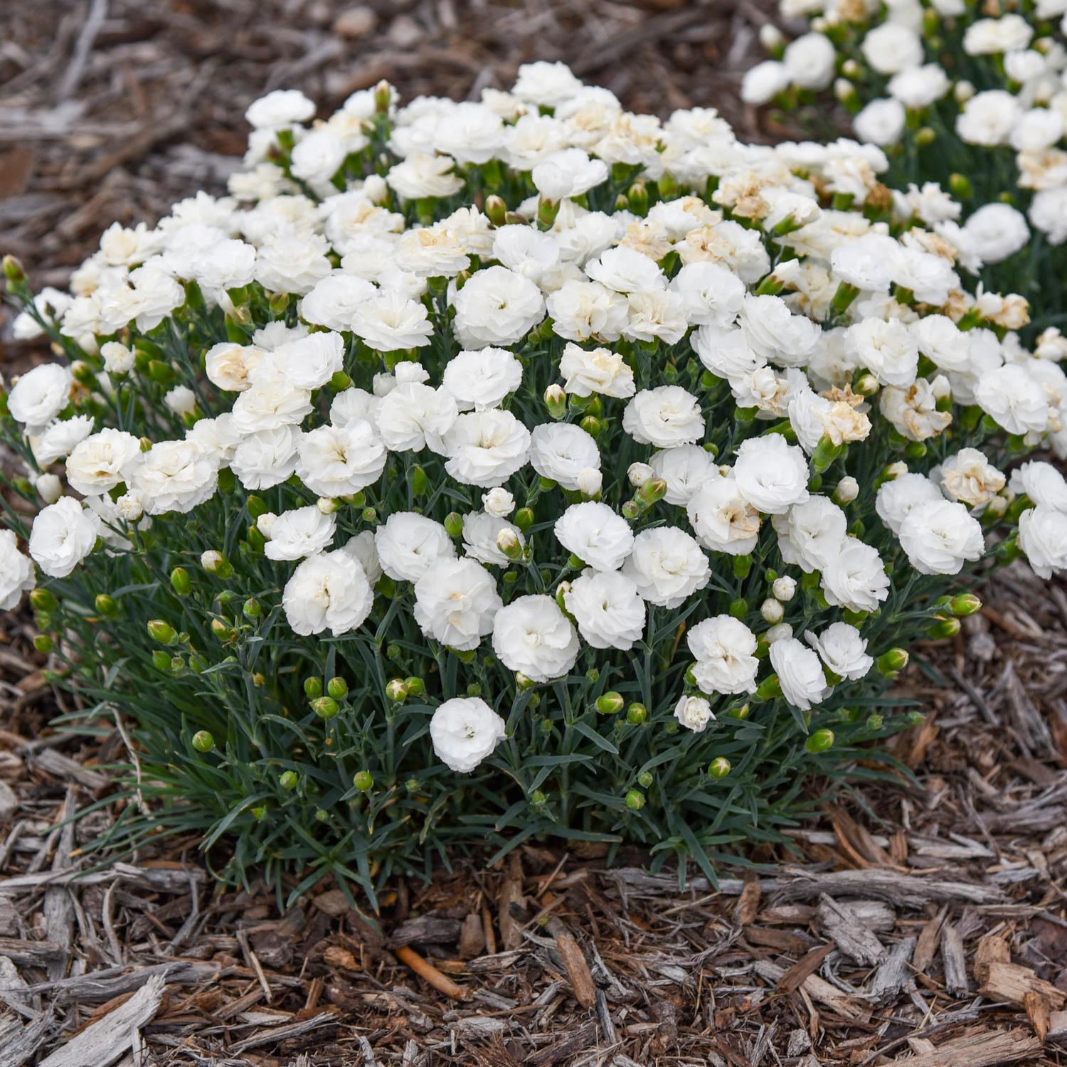 A cluster of Fruit Punch® 'Whipped Cream' Pinks (Dianthus) with green leaves grows in a garden bed covered with brown mulch - Photo Courtesy of Walters Gardens, Inc.