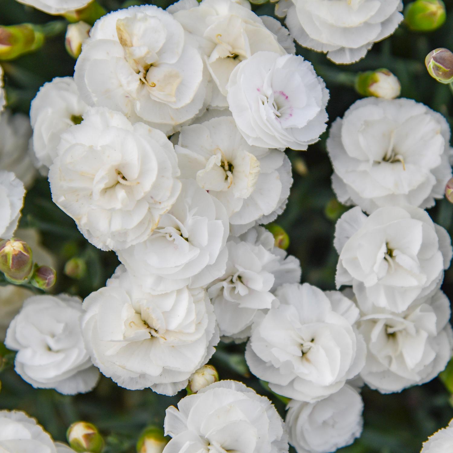 Cluster of white, ruffled blooms of Fruit Punch® 'Whipped Cream' Pinks (Dianthus) surrounded by green buds and leaves showcasing their layered texture and delicate look - Photo Courtesy of Walters Gardens, Inc.