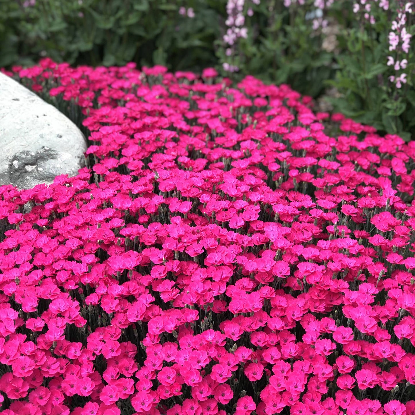 Paint the Town Magenta' Pinks (Dianthus) - Photo Property of Garden Crossings LLC