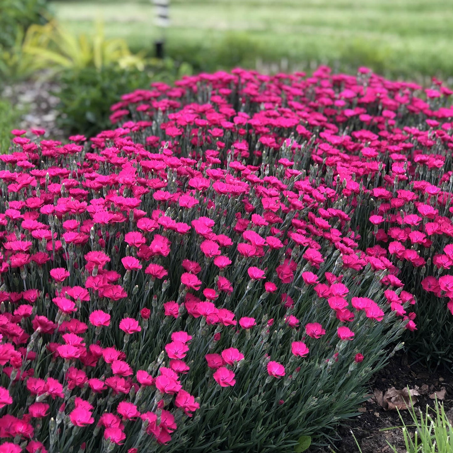 Paint the Town Magenta' Pinks (Dianthus) - Photo Property of Garden Crossings LLC