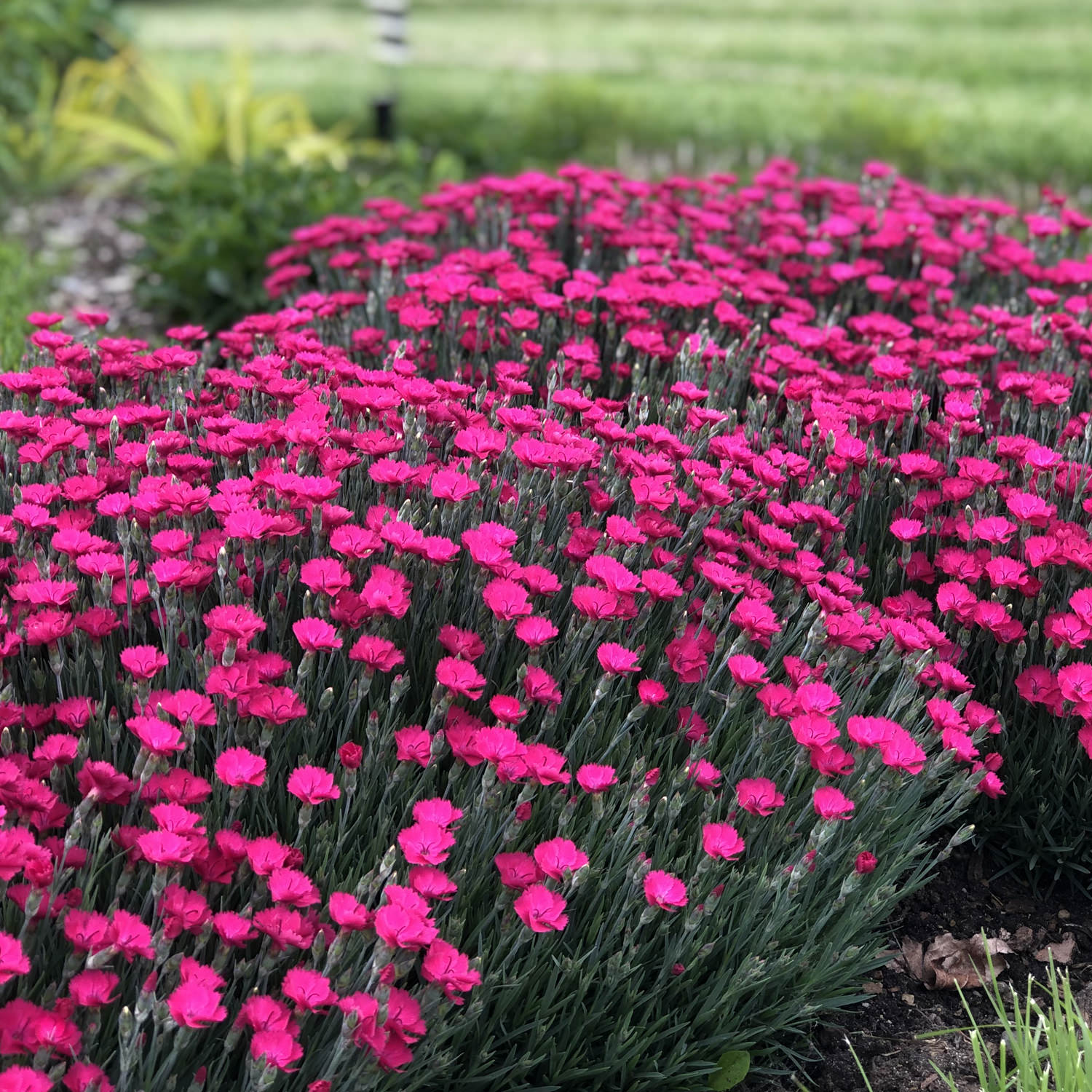 Paint the Town Magenta' Pinks (Dianthus) - Photo Property of Garden Crossings LLC