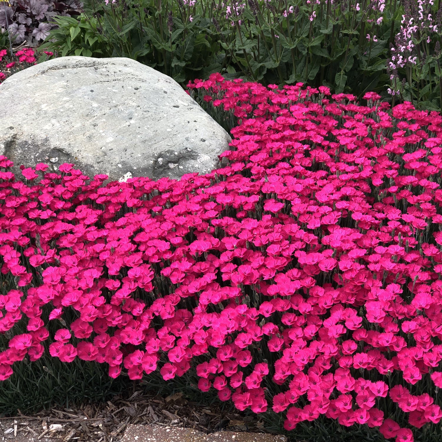 Paint the Town Magenta' Pinks (Dianthus) - Photo Property of Garden Crossings LLC