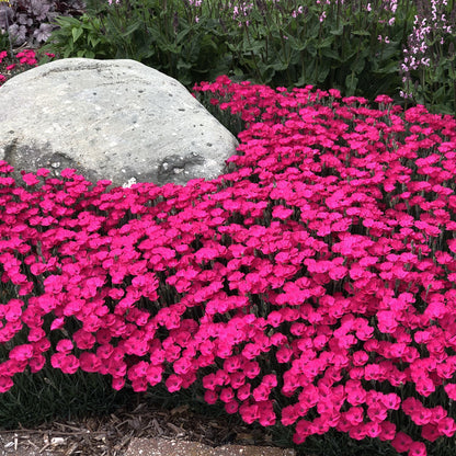 Paint the Town Magenta' Pinks (Dianthus) - Photo Property of Garden Crossings LLC