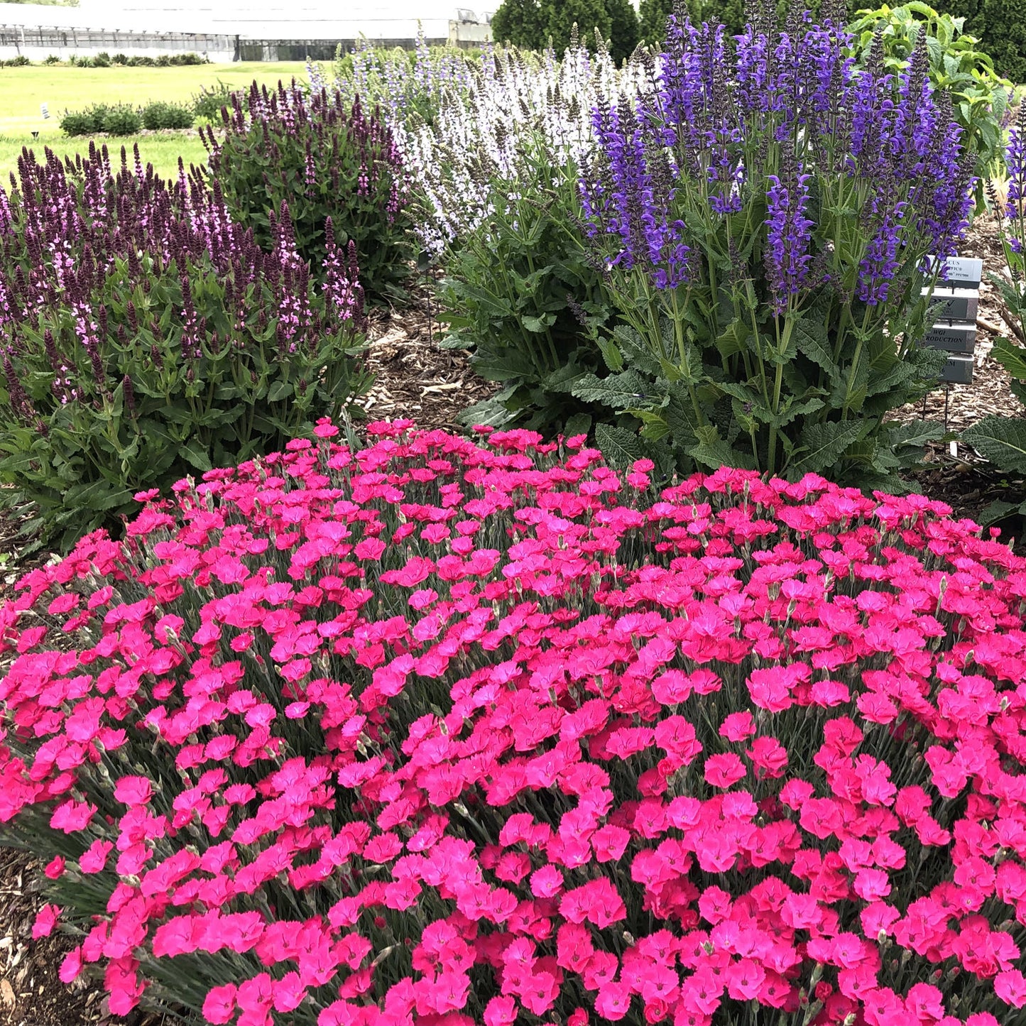 Paint the Town Magenta' Pinks (Dianthus) - Photo Property of Garden Crossings LLC