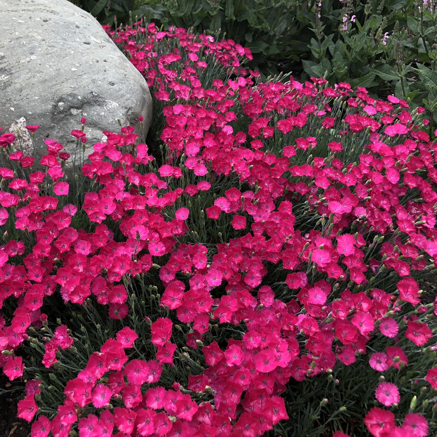 Paint the Town Magenta' Pinks (Dianthus) - Photo Property of Garden Crossings LLC