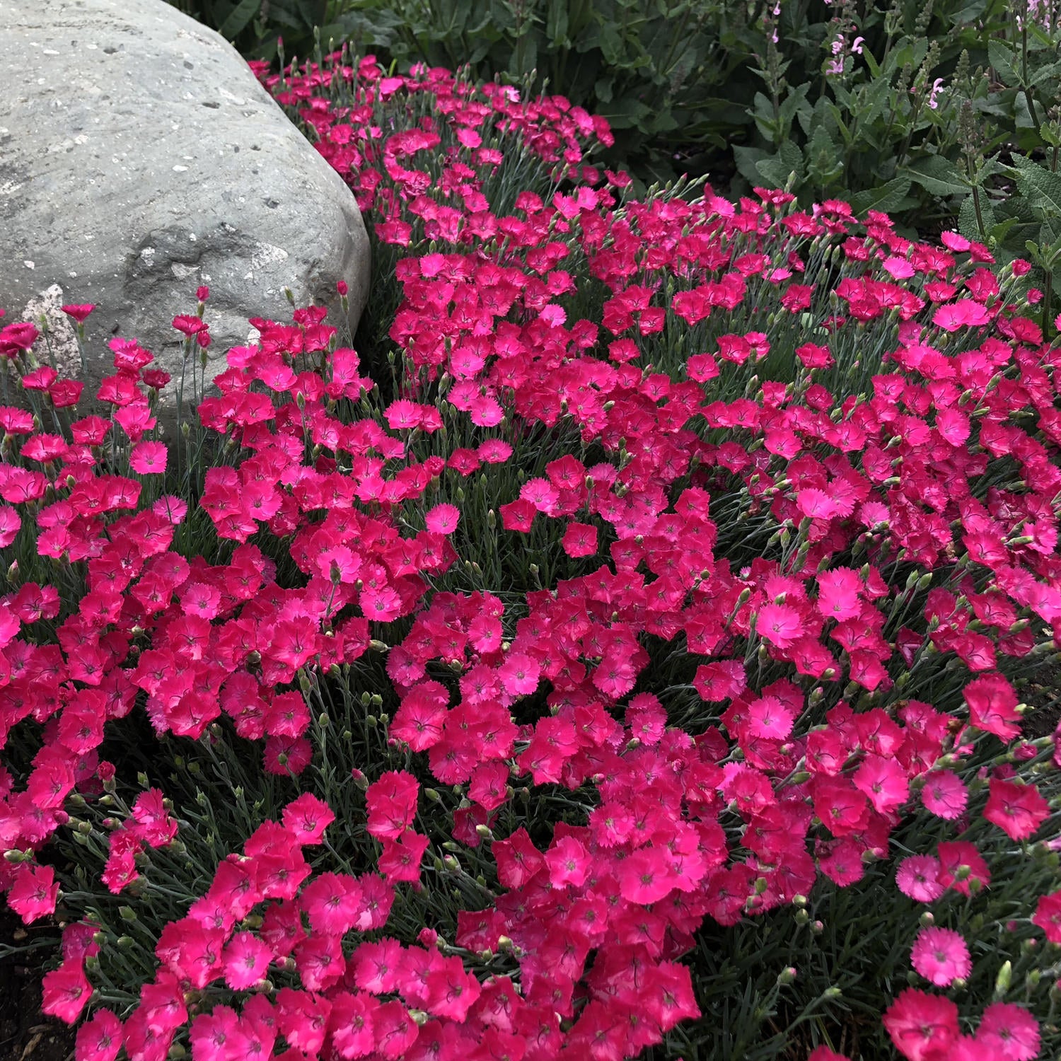 Paint the Town Magenta' Pinks (Dianthus) - Photo Property of Garden Crossings LLC