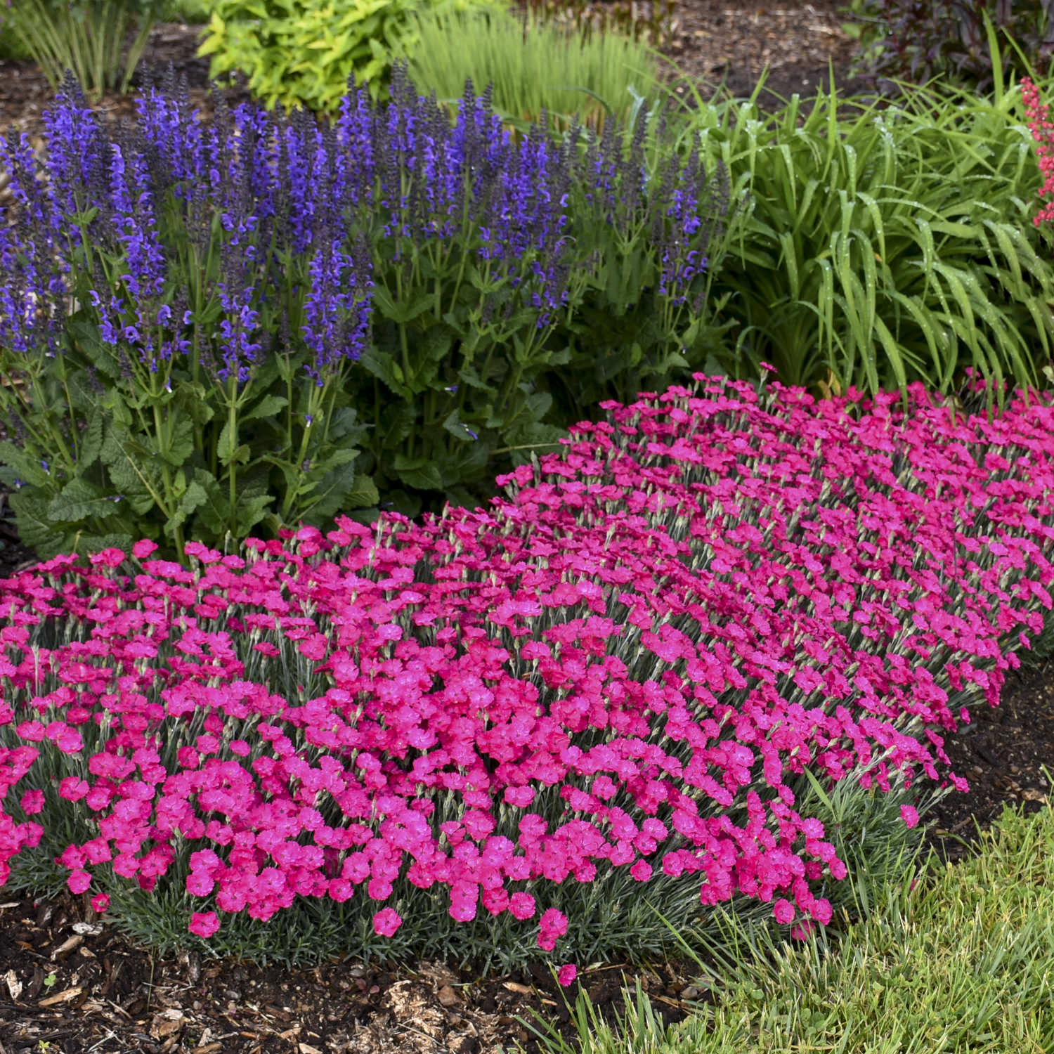 Paint the Town Magenta' Pinks (Dianthus) - Photo Courtesy of Proven Winners, Inc.