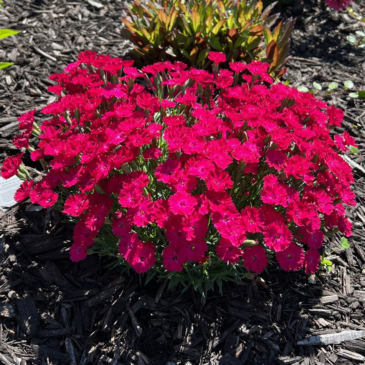 Paint the Town Red' Pinks (Dianthus) - Photo Property of Garden Crossings LLC