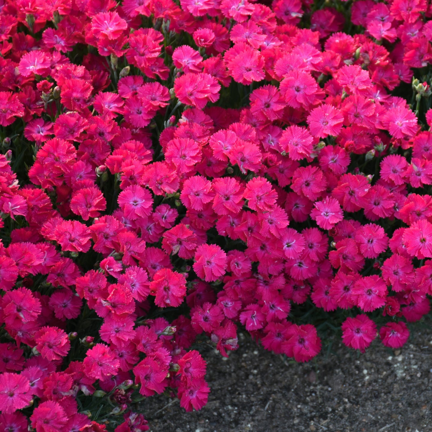 Paint the Town Red' Pinks (Dianthus) - Photo Courtesy of Proven Winners, Inc.