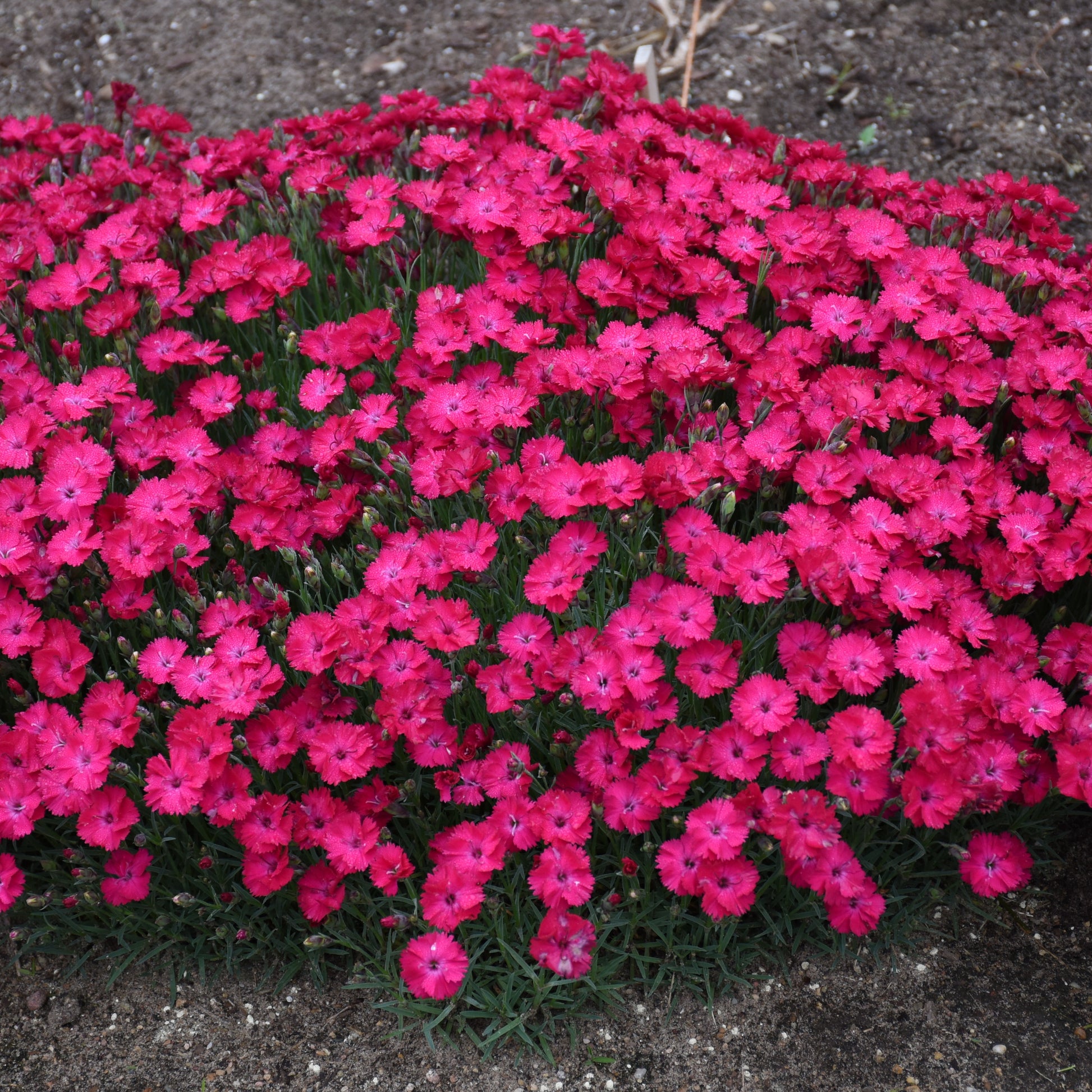 Paint the Town Red' Pinks (Dianthus) - Photo Courtesy of Proven Winners, Inc.