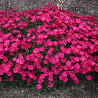 Paint the Town Red' Pinks (Dianthus) - Photo Courtesy of Proven Winners, Inc.
