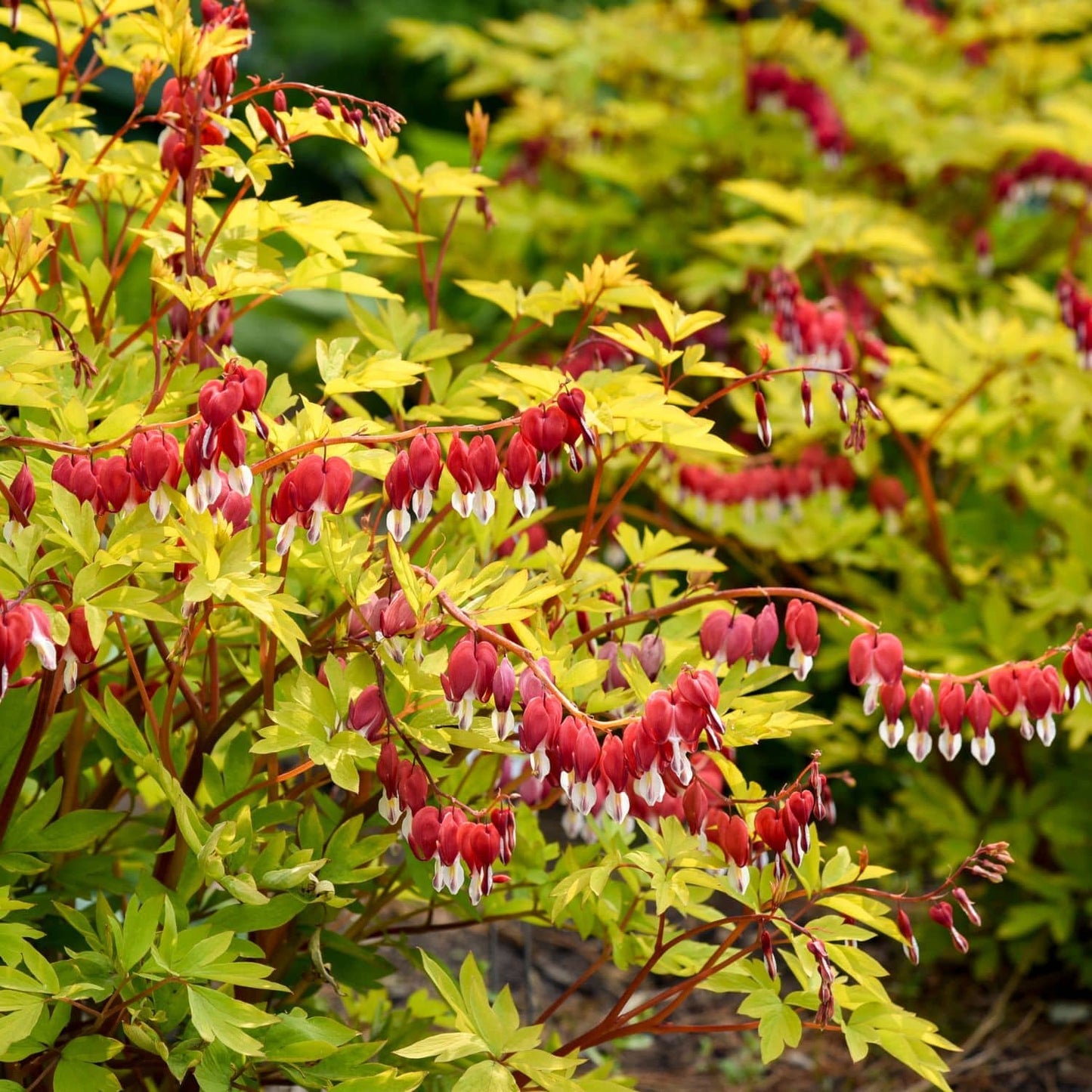 Vibrant bleeding heart plant with bright yellow-green leaves and clusters of red flowers with white tips, photographed in a garden setting. - Photo Courtesy of Walters Gardens, Inc.