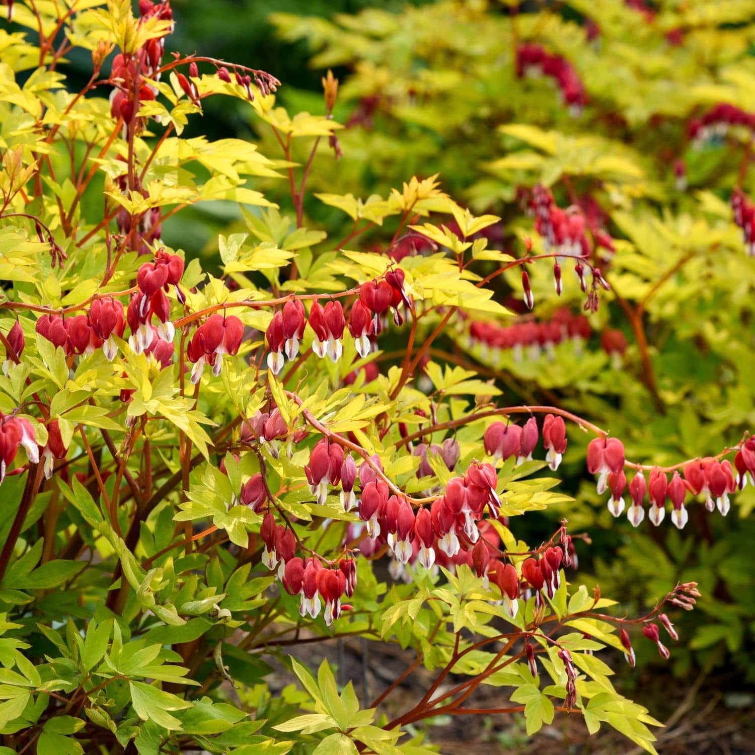 Vibrant bleeding heart plant with bright yellow-green leaves and clusters of red flowers with white tips, photographed in a garden setting. - Photo Courtesy of Walters Gardens, Inc.