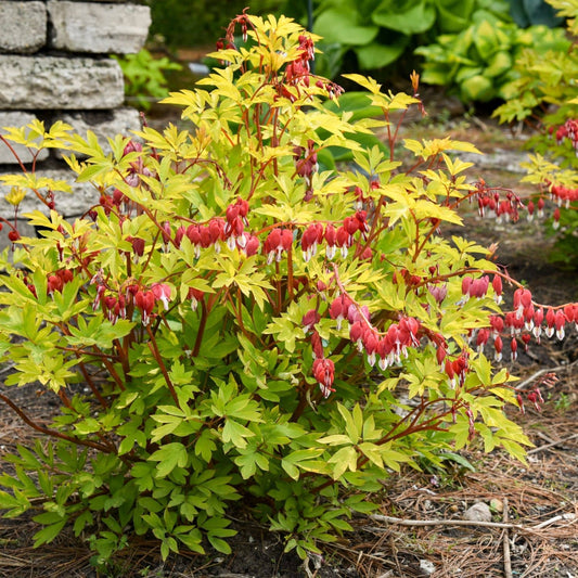A flowering plant with bright yellow-green leaves and clusters of red heart-shaped flowers, growing outdoors in mulch with a stone wall and greenery in the background. - Photo Courtesy of Walters Gardens, Inc.