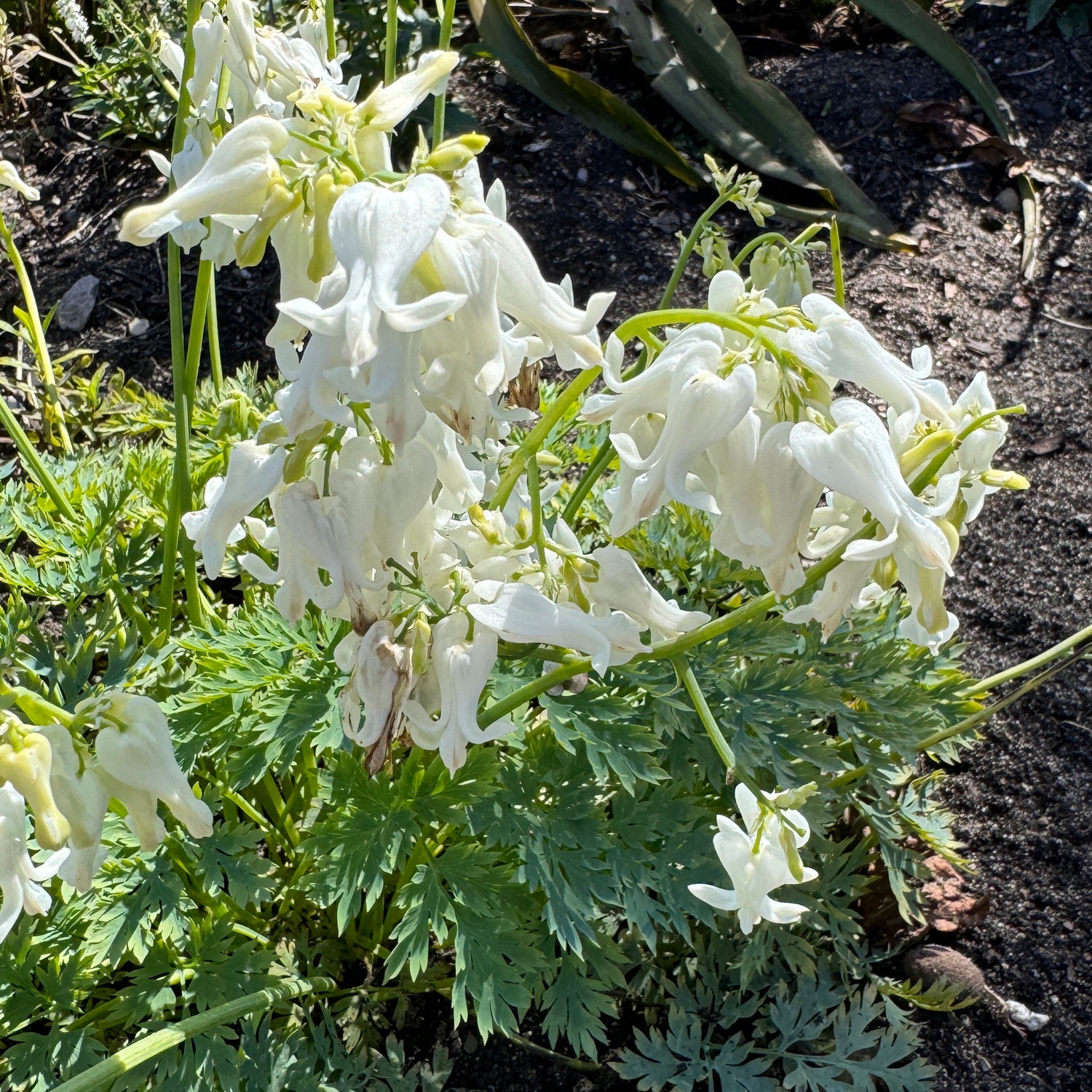 White Diamonds' Bleeding Heart (Dicentra) - Photo Property of Garden Crossings LLC