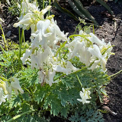 White Diamonds' Bleeding Heart (Dicentra) - Photo Property of Garden Crossings LLC