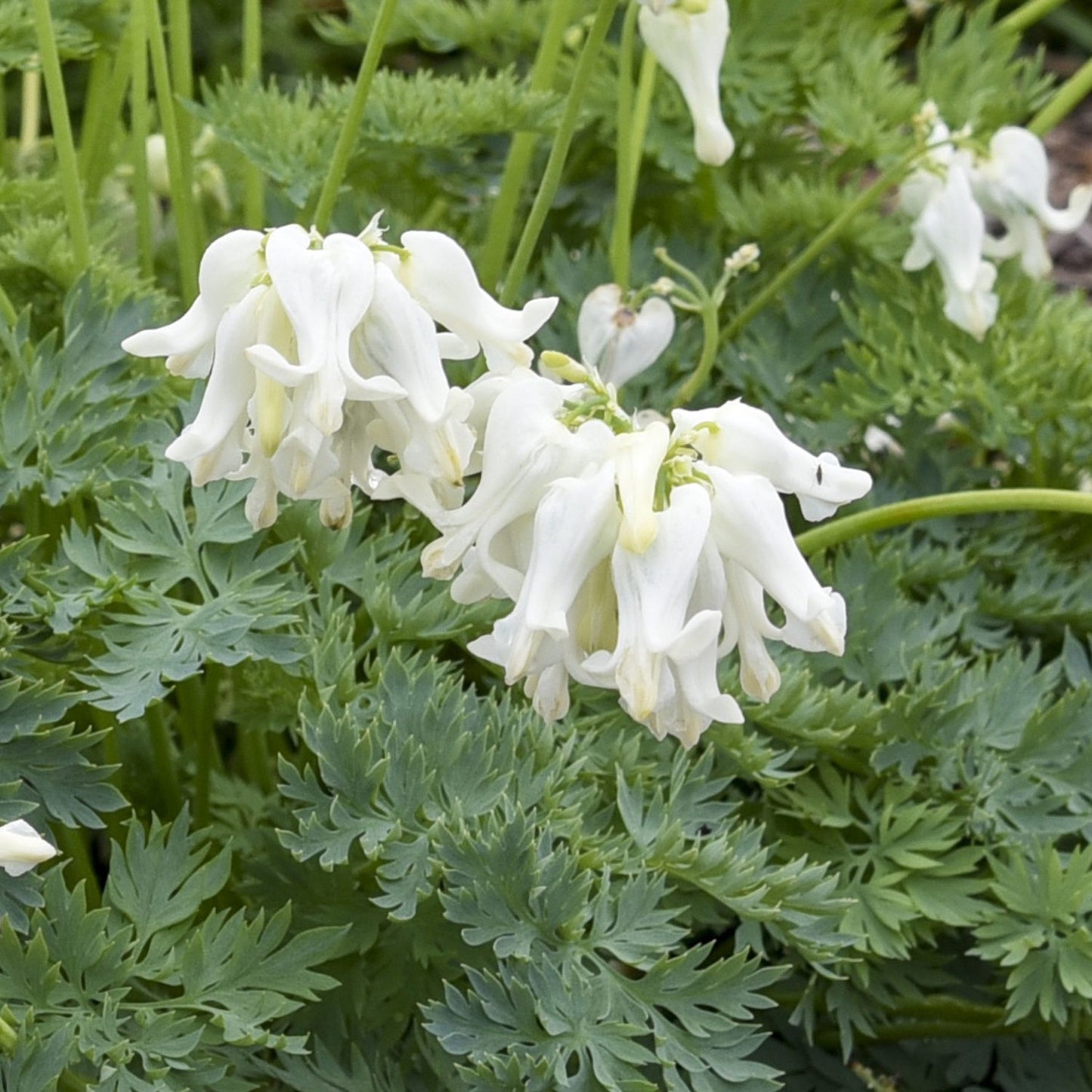 White Diamonds' Bleeding Heart (Dicentra) - Photo Courtesy of Proven Winners, Inc.