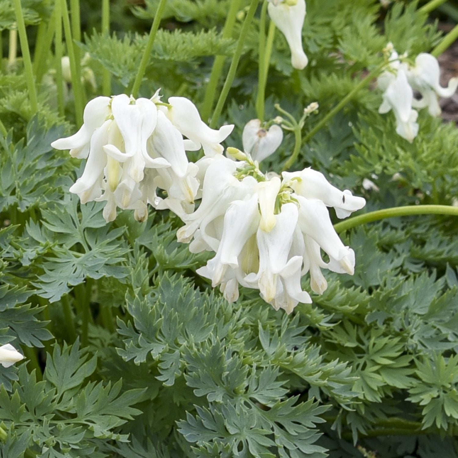 White Diamonds' Bleeding Heart (Dicentra) - Photo Courtesy of Proven Winners, Inc.