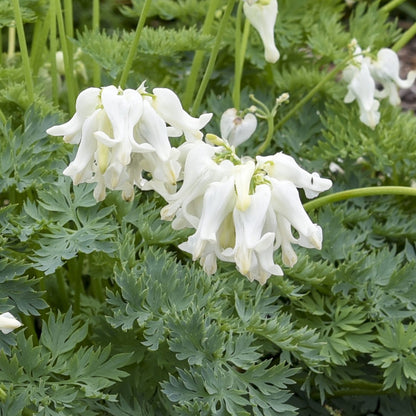 White Diamonds' Bleeding Heart (Dicentra) - Photo Courtesy of Proven Winners, Inc.
