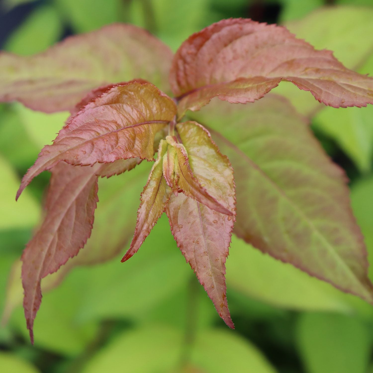 Kodiak Fresh® Diervilla - Photo Courtesy of Proven Winners, Inc.