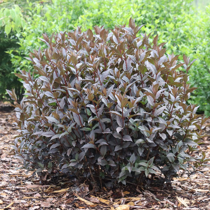 Kodiak Jet Black™ Diervilla - Photo Courtesy of Proven Winners, Inc.