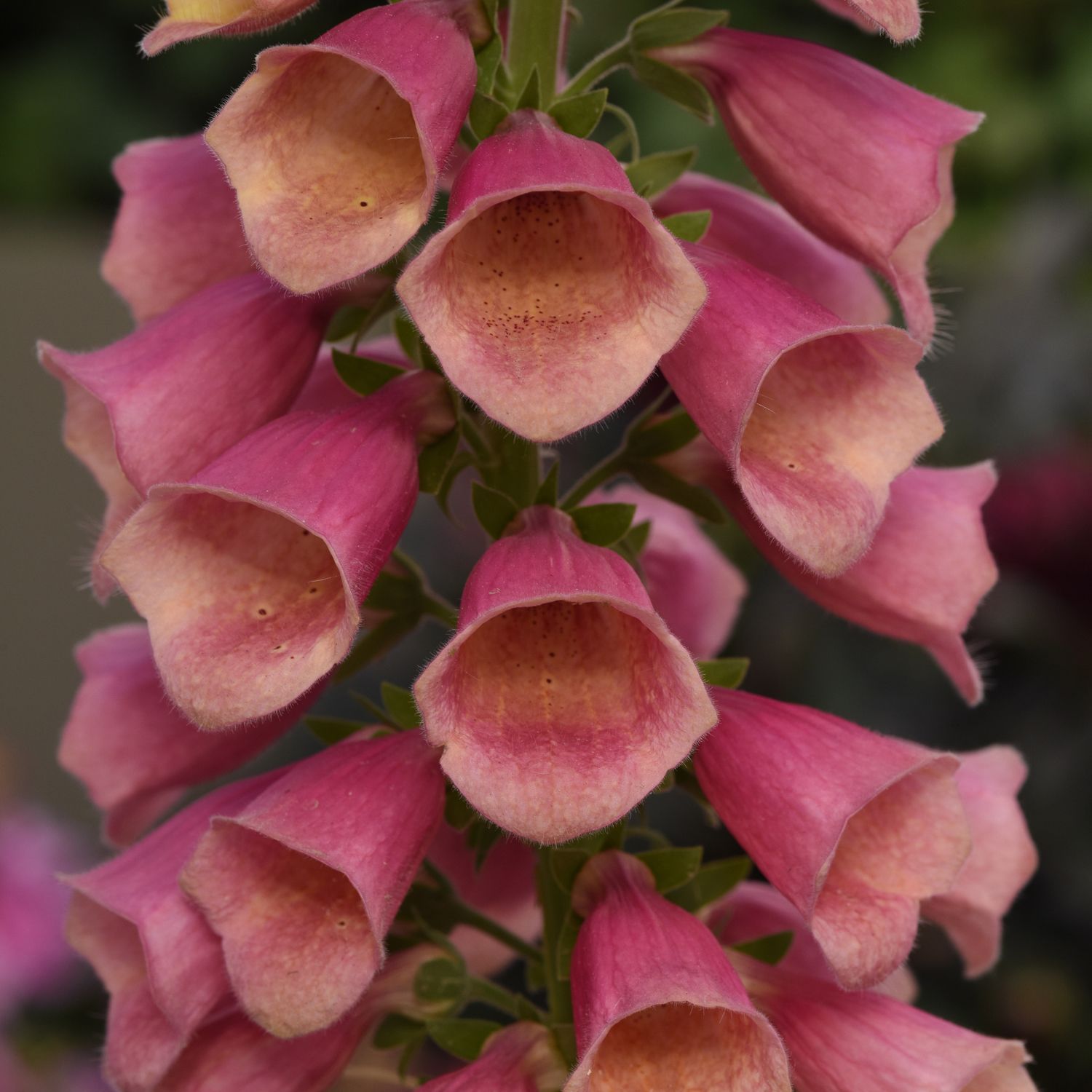 Arctic Fox™ Rose Foxglove (Digitalis) - Photo Courtesy of Ball Horticulure, Inc.