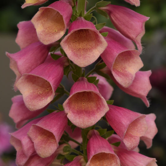 A close-up of Arctic Fox™ Rose Foxglove (Digitalis), a classic cottage garden favorite, showing dense clusters of pink, bell-shaped flowers with lighter peach interiors and tiny speckles along a vertical green stem - Photo Courtesy of Ball Horticulture, Inc.