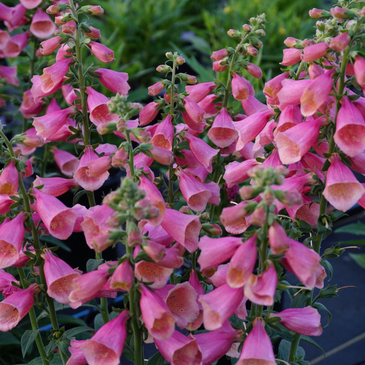 Arctic Fox™ Rose Foxglove (Digitalis) - Photo Courtesy of Ball Horticulure, Inc.