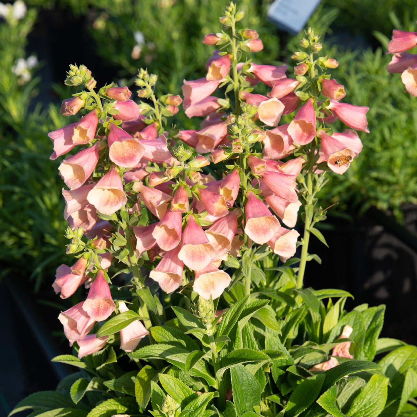 Arctic Fox™ Rose Foxglove (Digitalis) - Photo Courtesy of Ball Horticulure, Inc.