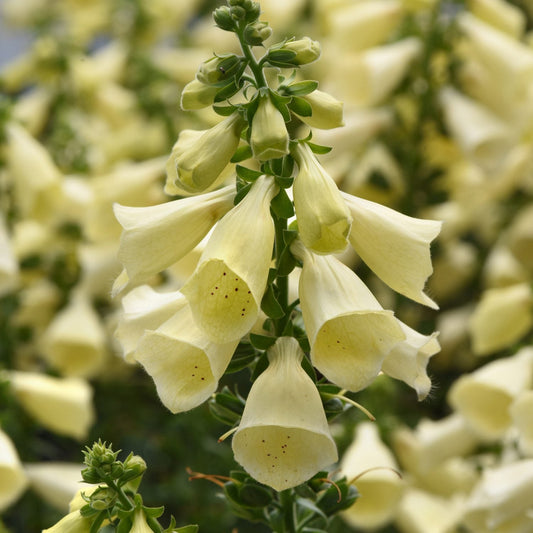 Close-up of Arctic Fox™ Lemon Cream Foxglove (Digitalis) shows pale yellow, tubular flowers clustered on a tall green stem - Photo Courtesy of Ball Horticulture, Inc.