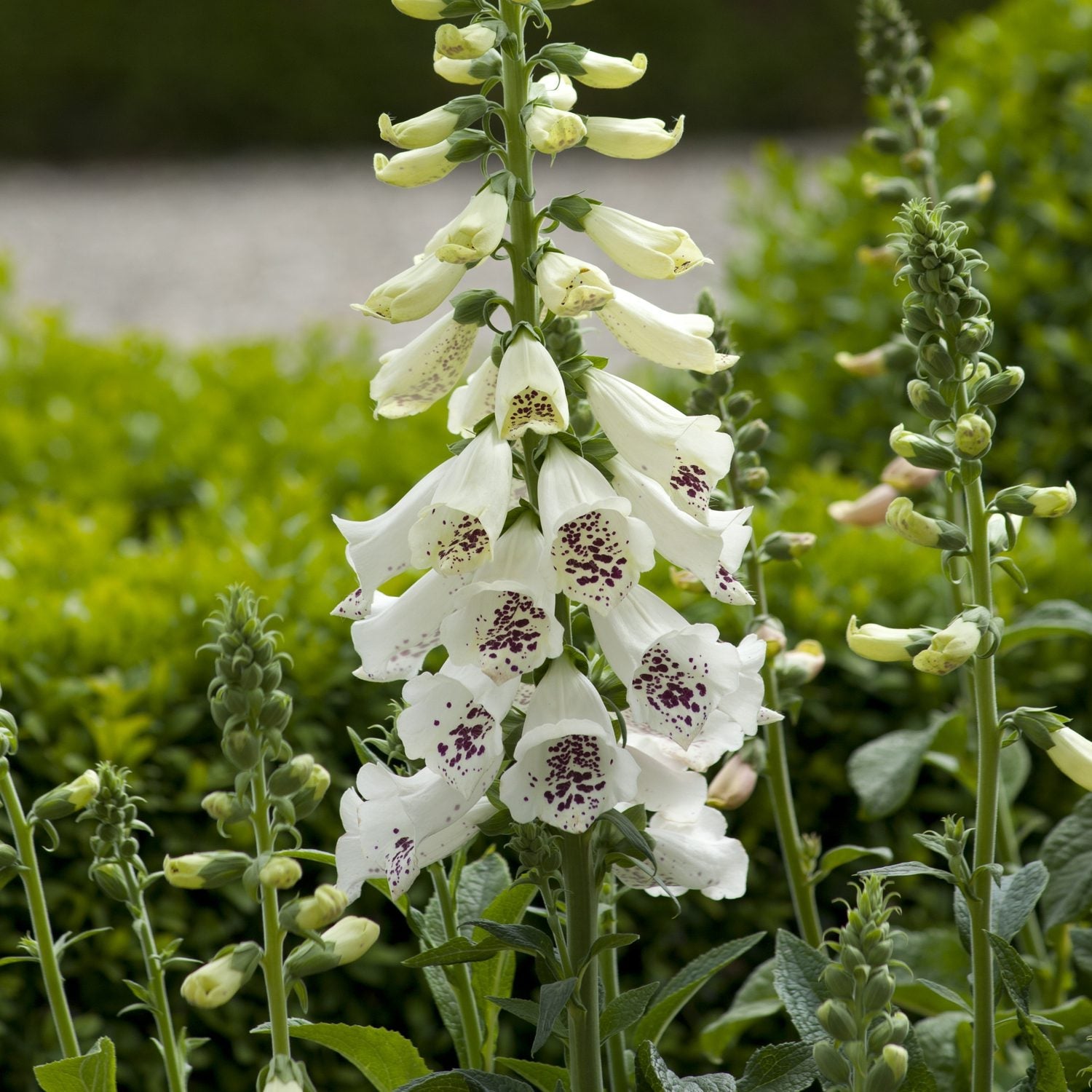 A tall stem of 'Dalmatian White' Foxglove (Digitalis), prized for its purple-speckled petals, rises among green foliage in the garden - Photo Courtesy of Ball Horticulture, Inc.