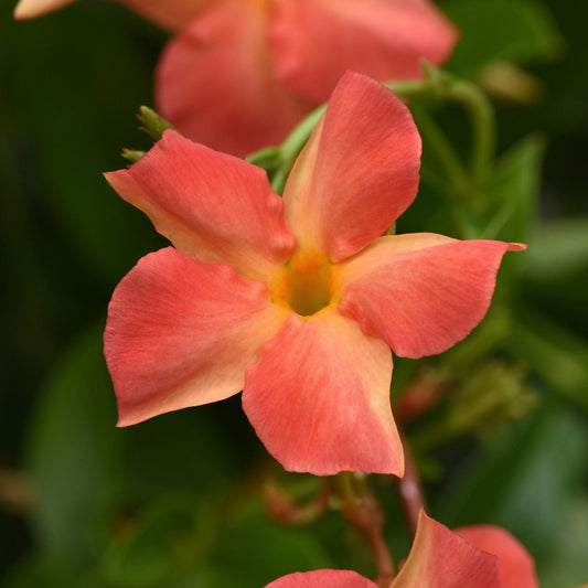 A close-up of Diamantina™ Coral Orange Sunrise Dipladenia, a tropical plant with five coral-pink petals, a yellow center, and glossy green leaves, blooms vibrantly amid blurred similar flowers in the background - Photo Courtesy of Ball Horticulture, Inc.