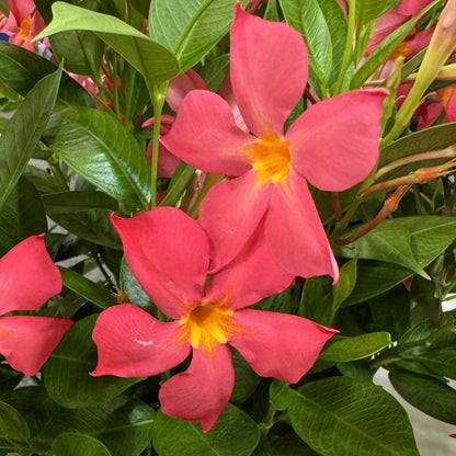Bright coral-pink, trumpet-shaped blooms with yellow centers of the Sun Parasol® Firedup™ Coral Dipladenia create a vivid contrast against its dense, glossy green foliage - 