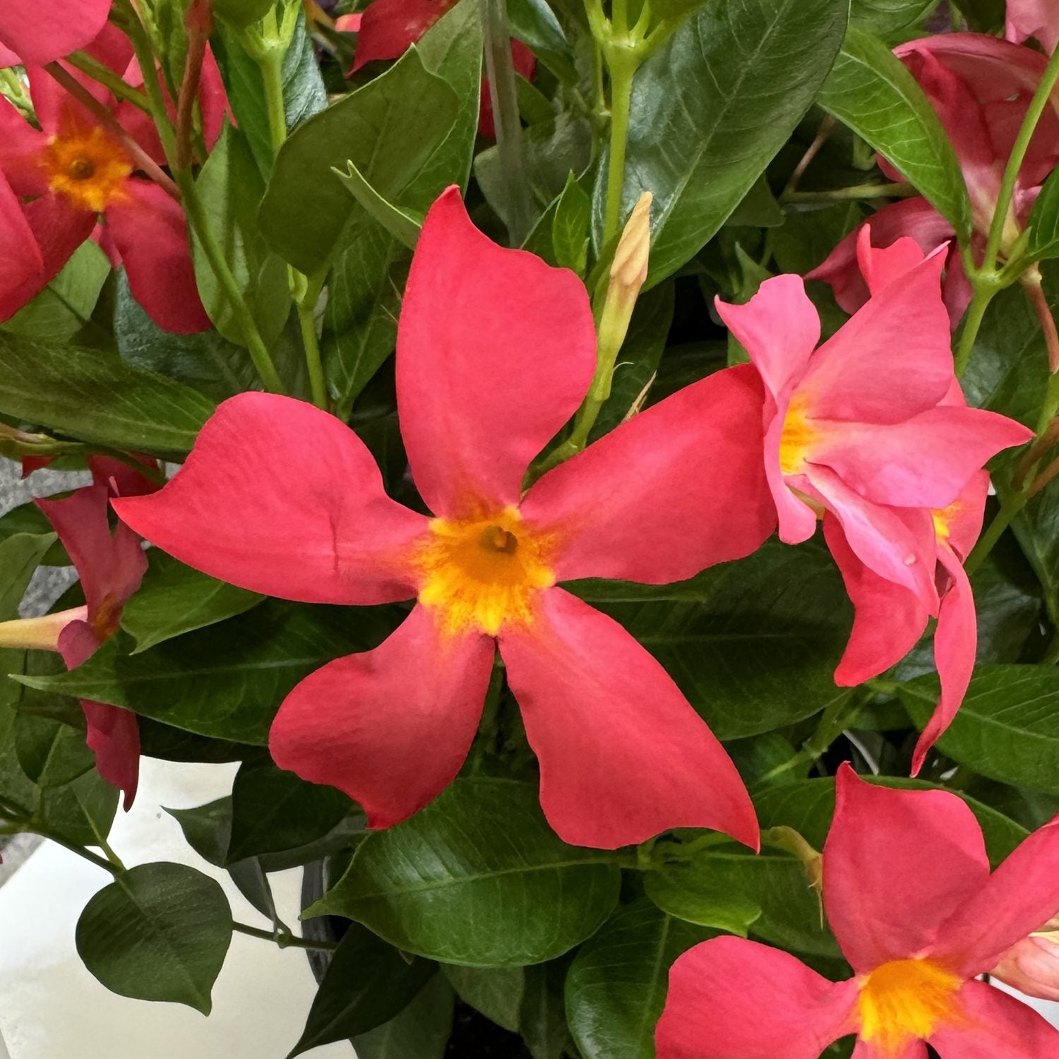 Vibrant pink Sun Parasol® Firedup™ Coral Dipladenia flowers with yellow centers and glossy green leaves fill the image, highlighting their bold tropical look - 