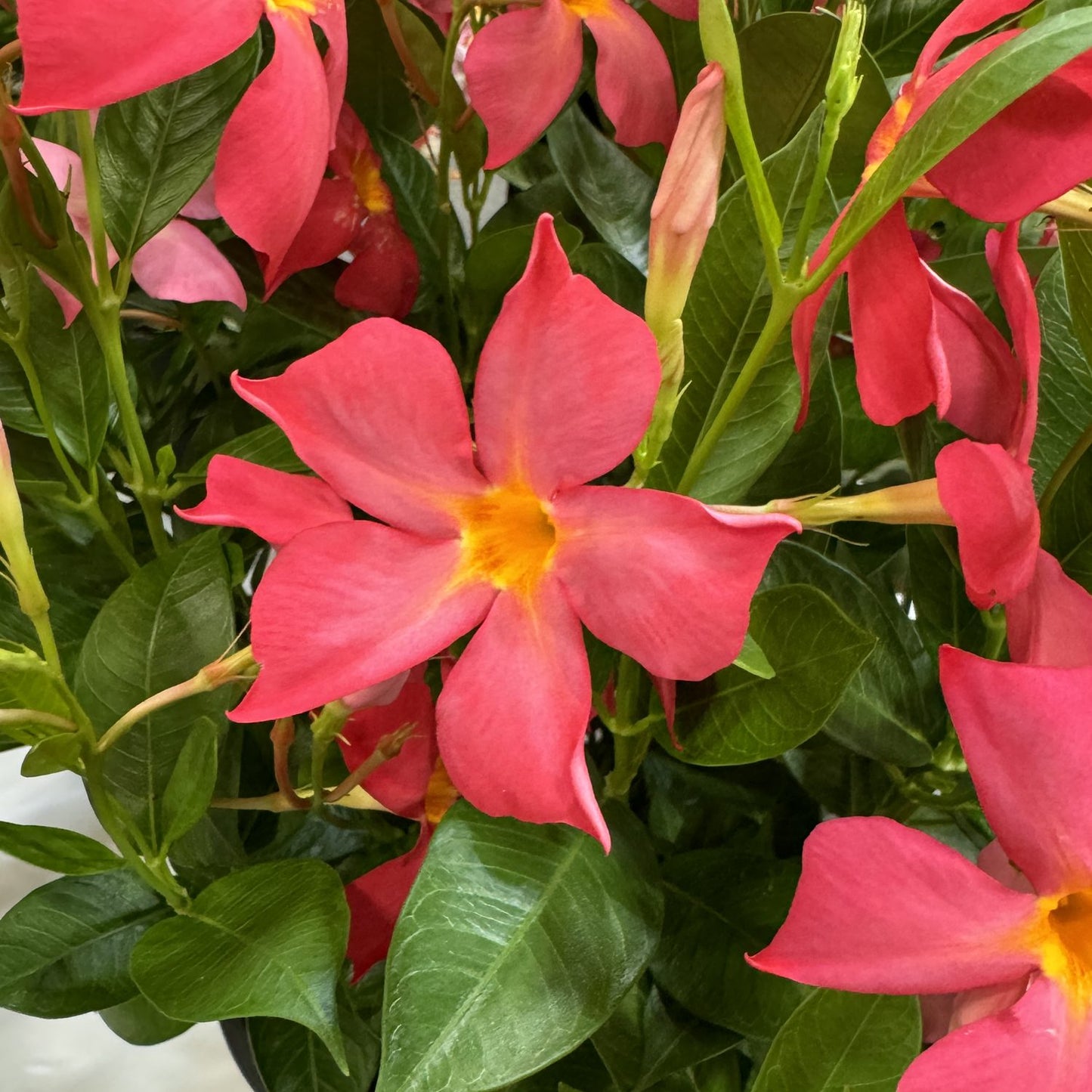 A cluster of vibrant pink Sun Parasol® Firedup™ Coral Dipladenia flowers with five petals and yellow centers is surrounded by glossy green leaves - 