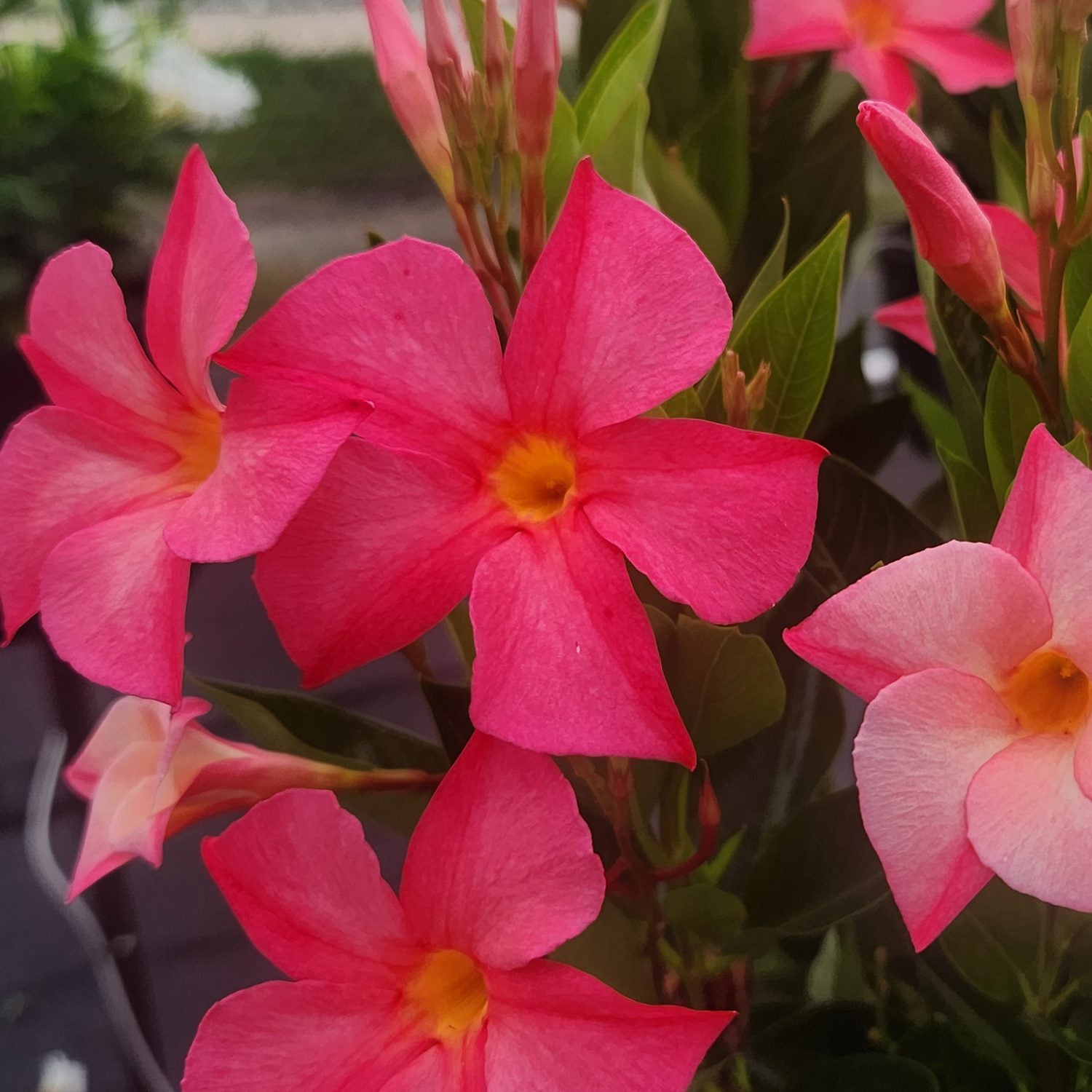 Cluster of vibrant pink Sun Parasol® Firedup™ Coral Dipladenia flowers with yellow centers and green leaves in the background, photographed outdoors in natural light - Photo Courtesy of Sunfire Nursery.
