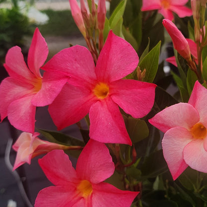 Cluster of vibrant pink Sun Parasol® Firedup™ Coral Dipladenia flowers with yellow centers and green leaves in the background, photographed outdoors in natural light - Photo Courtesy of Sunfire Nursery.