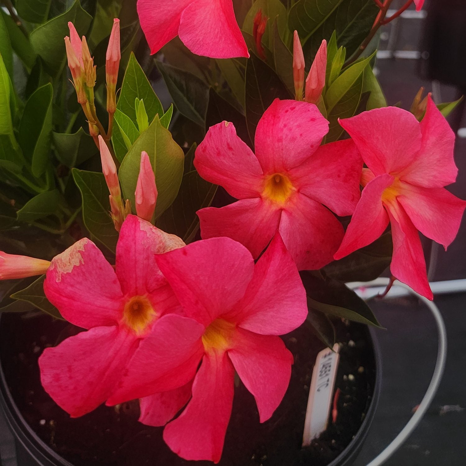 Sun Parasol® Firedup™ Coral Dipladenia blooms with bright pink flowers featuring yellow centers amid green leaves in a black pot. Several buds are visible, and a white plant label is placed in the soil - Photo Courtesy of Sunfire Nursery. Decorative pot not included.