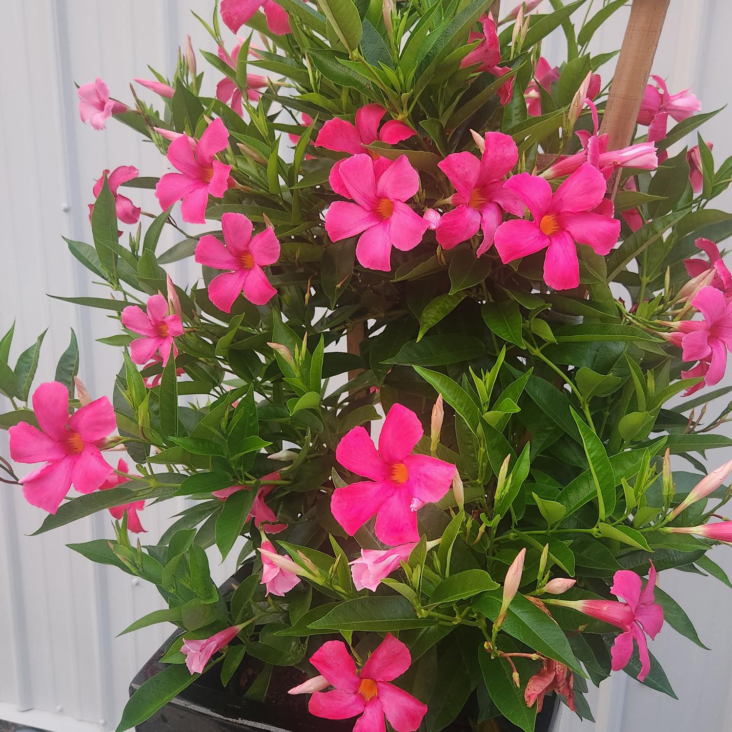 The Sundenia® Suprema Vivid Pink Dipladenia, a compact plant with vibrant pink five-petaled flowers, yellow centers, and dark green leaves, blooms against a white corrugated background as some buds remain unopened. - Photo Courtesy of Ball Horticulure, Inc.