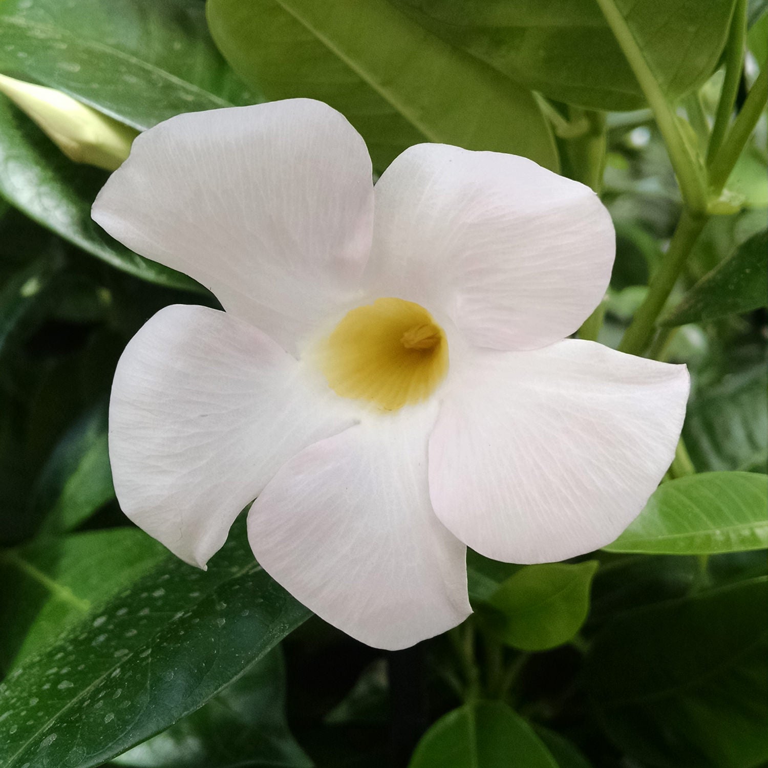 A close-up of the Sundenia® White Dipladenia, a tropical flowering plant with five light pink petals and a yellow center, set against vibrant green foliage - Photo Property of Garden Crossings LLC.