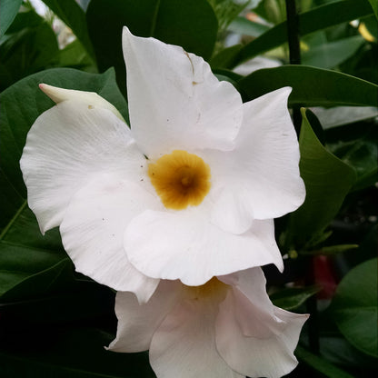 Close-up of two Sundenia® White Dipladenia flowers with yellow centers and lush green leaves. Their soft, overlapping petals highlight the tropical beauty of this vibrant flowering plant - Photo Property of Garden Crossings LLC.