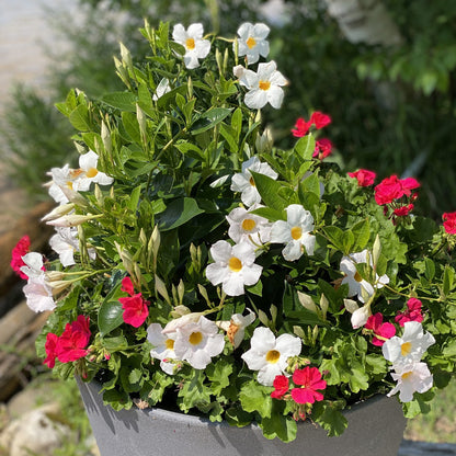 A gray planter with lush green foliage, Sundenia® White Dipladenia featuring white blooms with yellow centers, and vibrant red flowers creates a striking outdoor display - Photo Property of Garden Crossings LLC. Decorative pot not included.