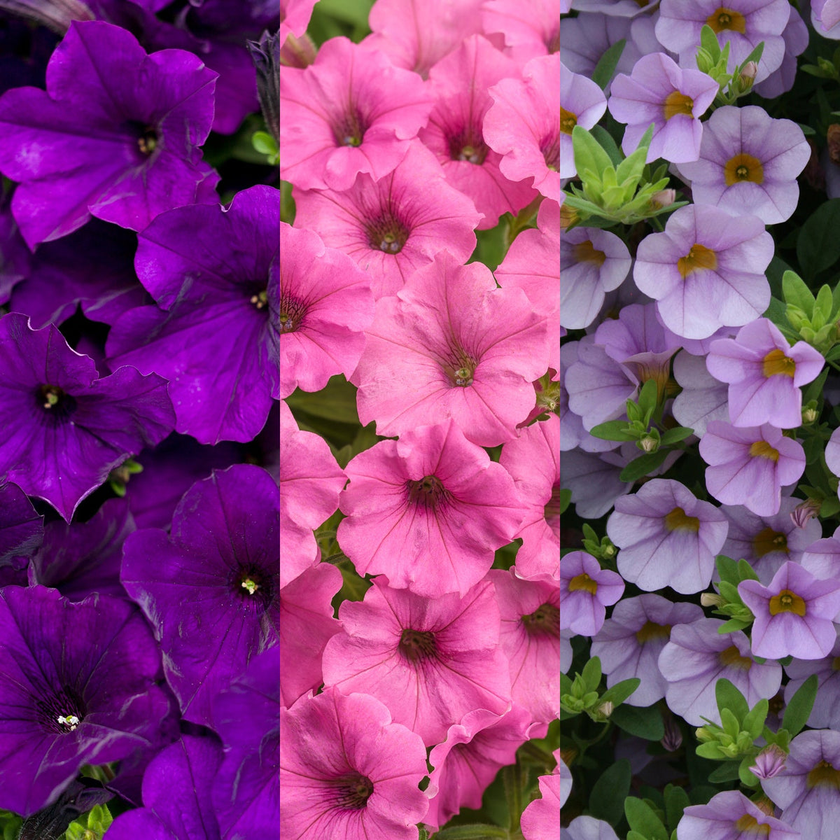 Three stripes of flowers from the Soft & Sweet Annual Combo Kit featuring three types of petunia flowers—Supertunia Royal Velvet, vibrant pink, and pale lavender with yellow centers - Photo Courtesy of Proven Winners.