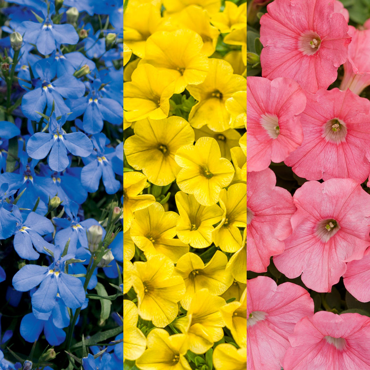 Three vertical flowerbed sections: blue flowers on the left, Superbells Yellow in the center, and pink Supertunia Bermuda Beach on the right—all densely packed with vibrant annuals from the Tiki Torch Annual Combo Kit - Photo Courtesy of Proven Winners.